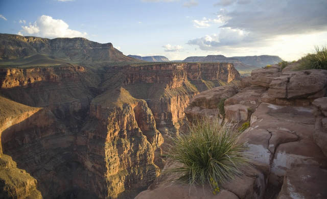 vegetation overlook